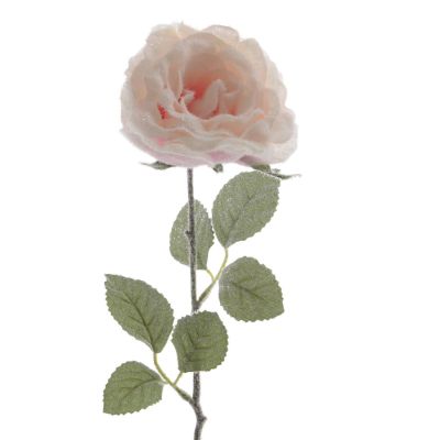 Rose de Noël givrée