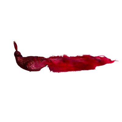 Paon à plume rouge